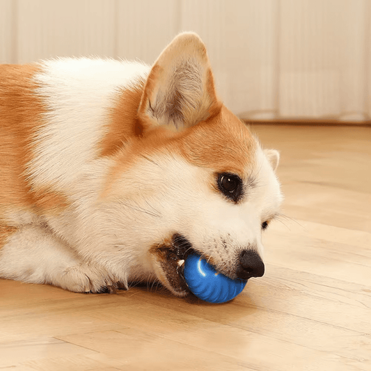 Electric Dog Toys - GAUDLUS