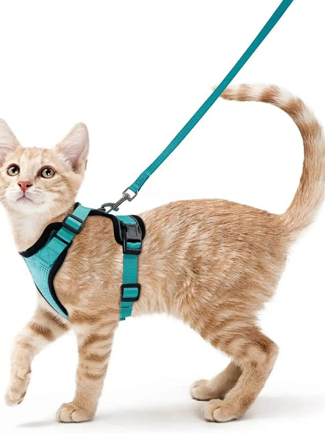 Kattenharnas en riemset