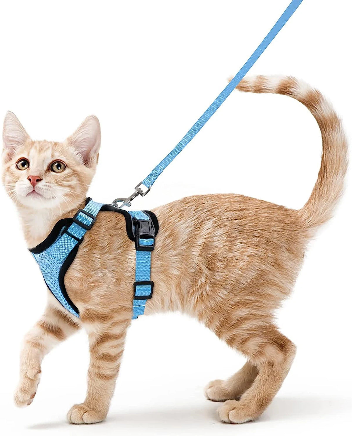 Kattenharnas en riemset
