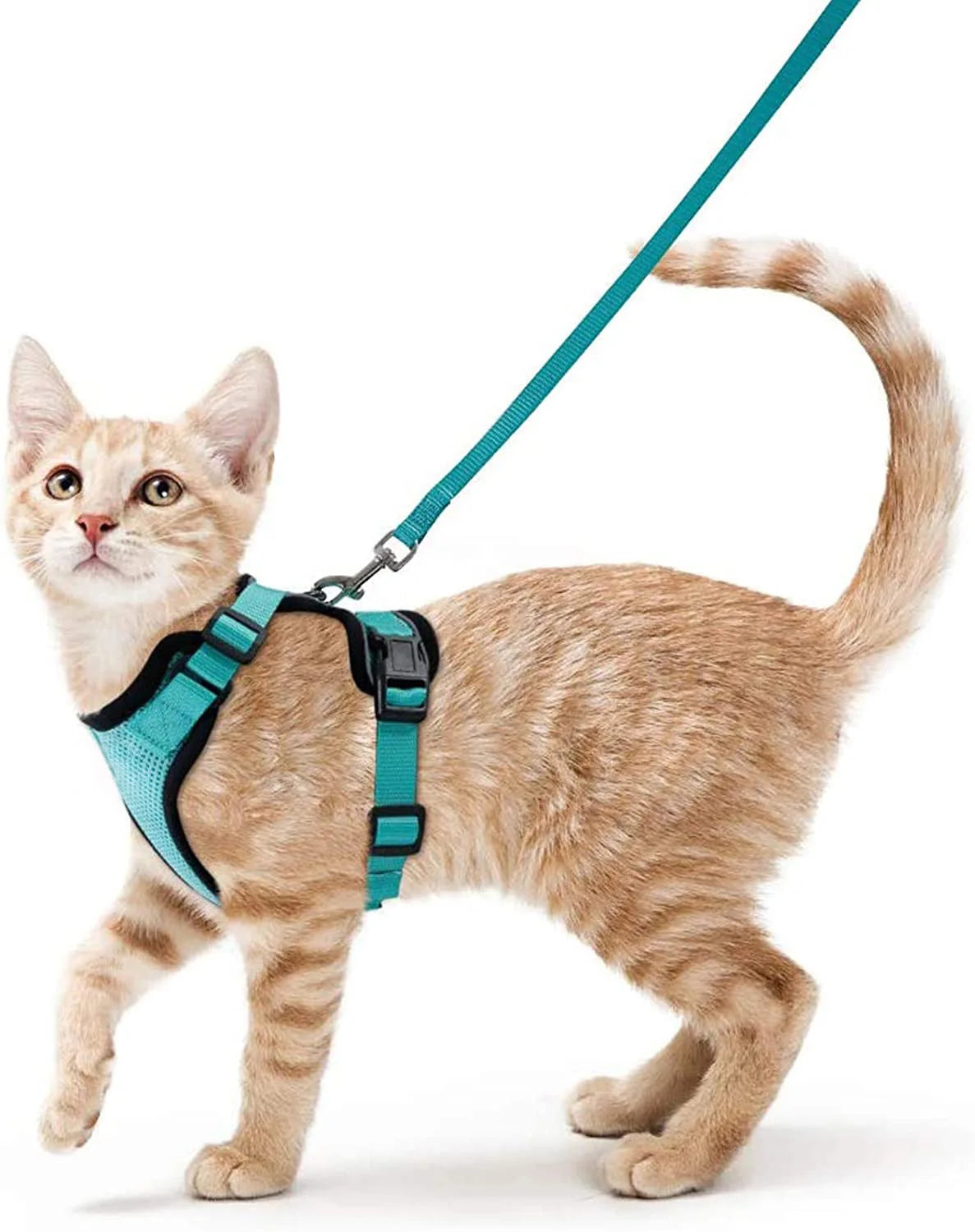 Kattenharnas en riemset