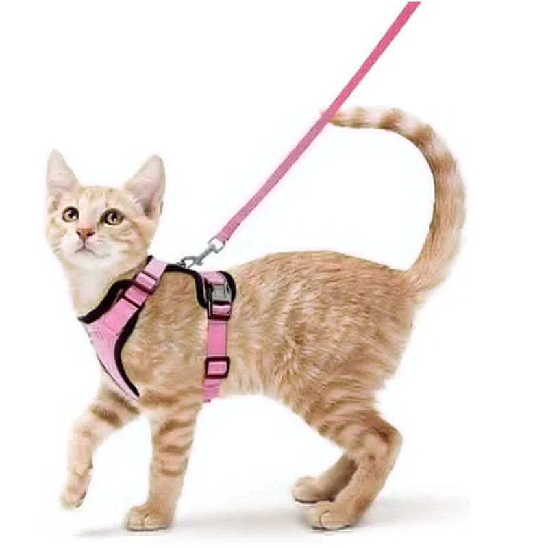 Kattenharnas en riemset