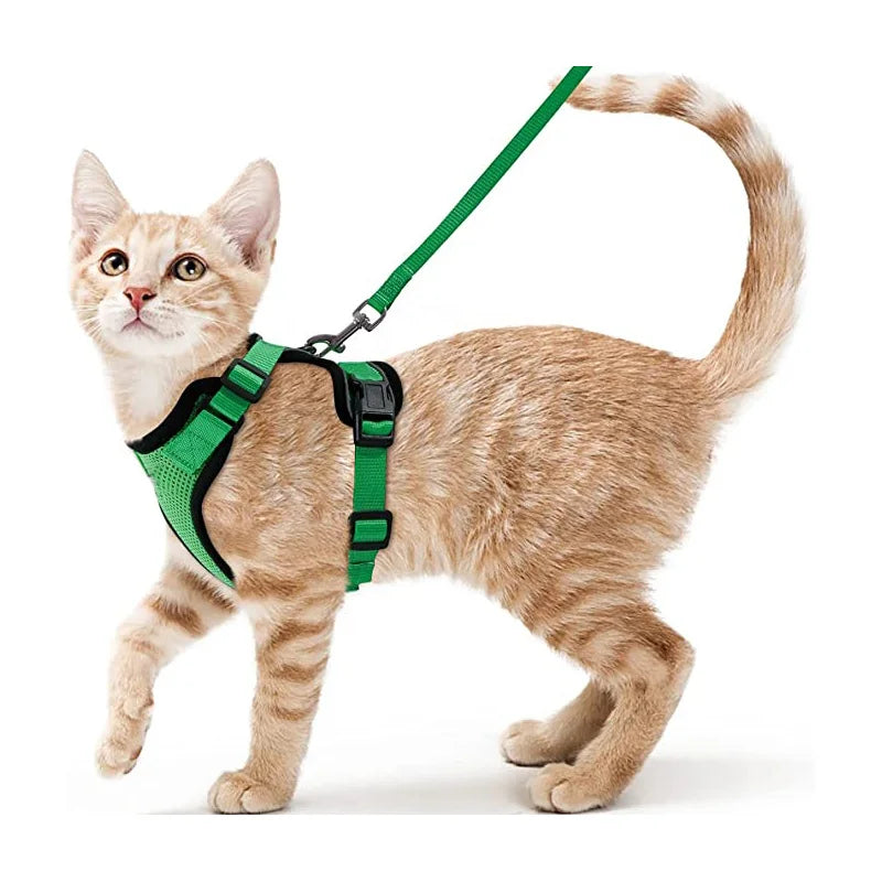 Kattenharnas en riemset