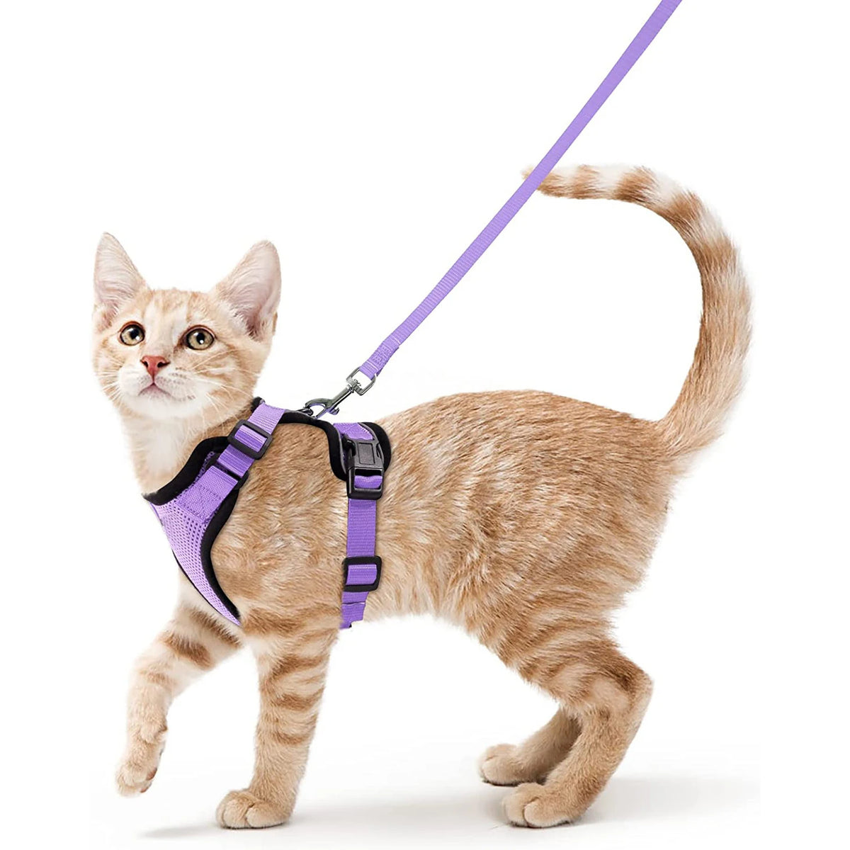 Kattenharnas en riemset