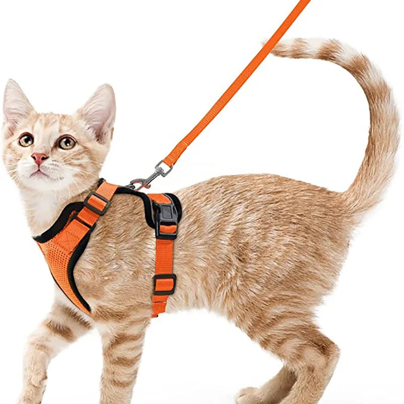 Kattenharnas en riemset