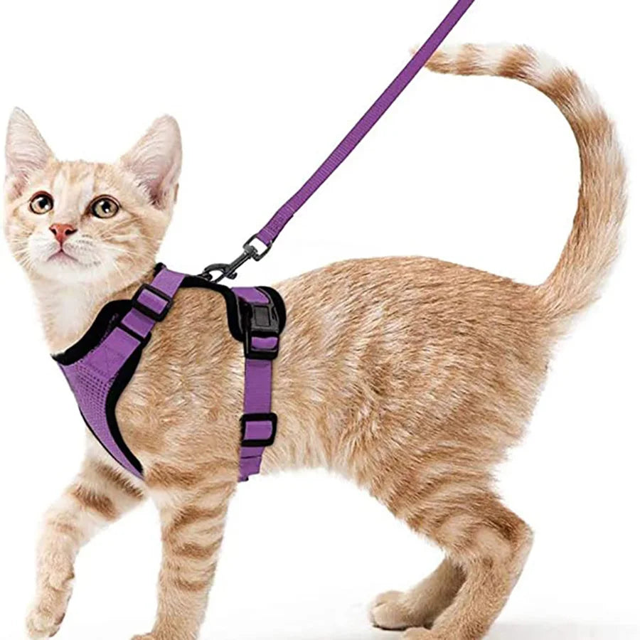 Kattenharnas en riemset