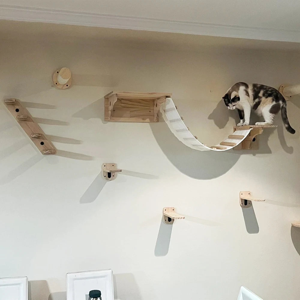 Cat Climbing Shelves