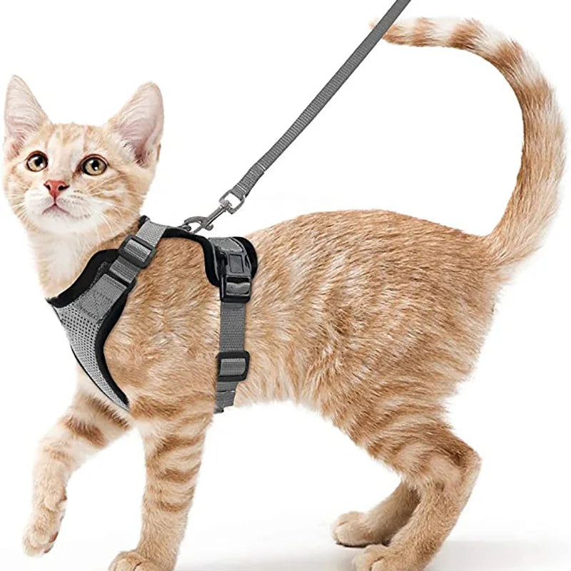 Kattenharnas en riemset