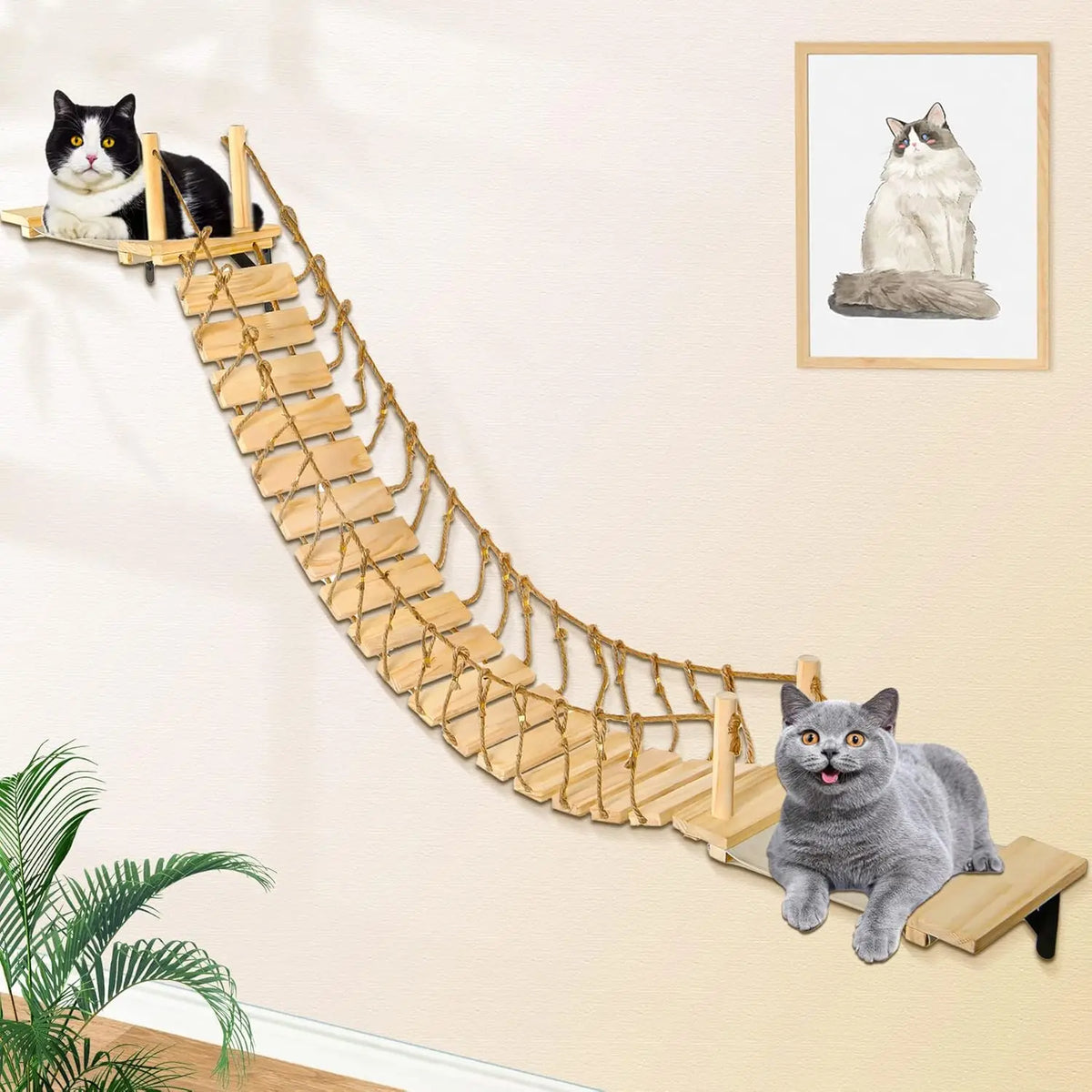 Climbing Shelf Set