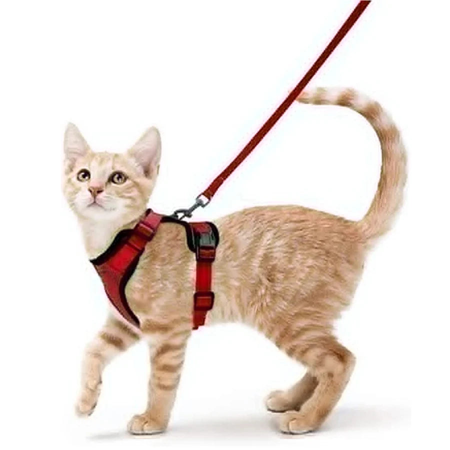 Kattenharnas en riemset