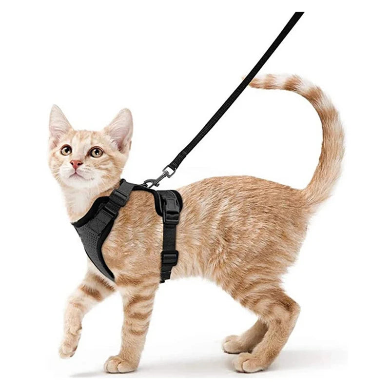 Kattenharnas en riemset