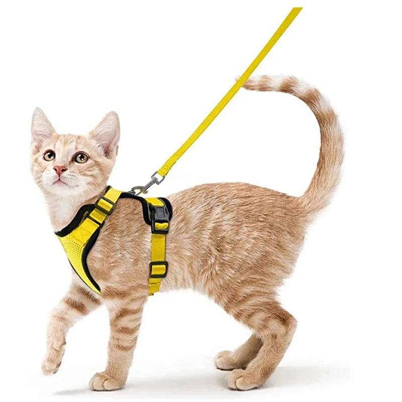 Kattenharnas en riemset