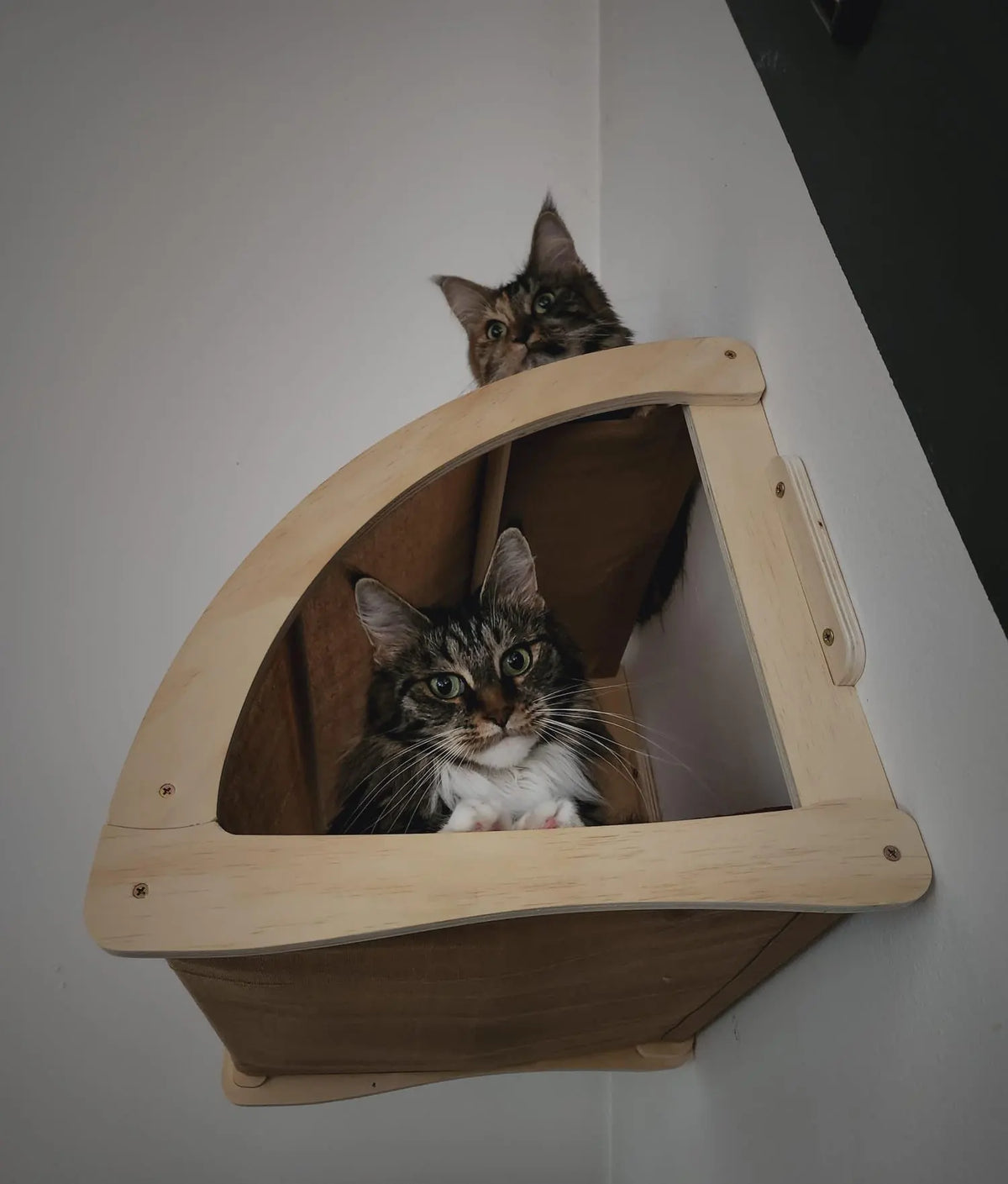 Climbing Shelf Set