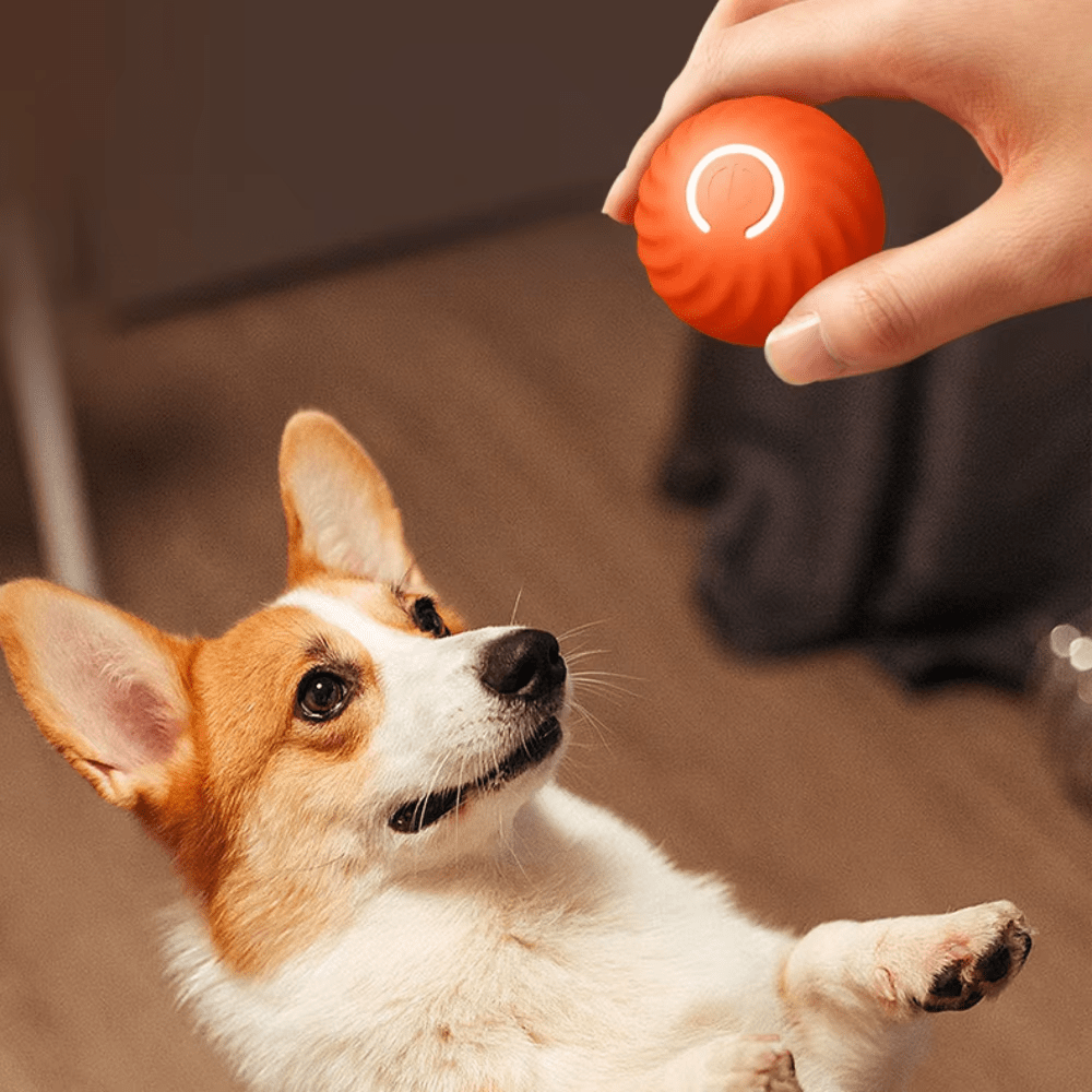 Electric Dog Toys - GAUDLUS