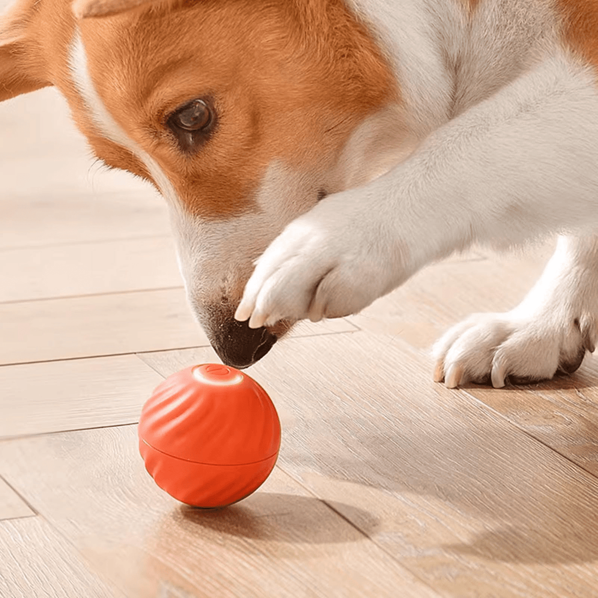 Electric Dog Toys - GAUDLUS